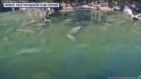 Hundreds of manatees seek refuge from the cold at Blue Spring State Park