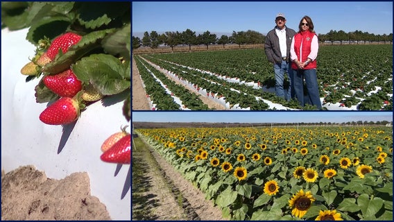 How Florida farmers, landscapers are preparing for the cold
