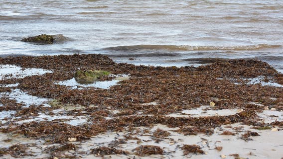 New Research shows seaweed on Florida shores costs billions in economic losses