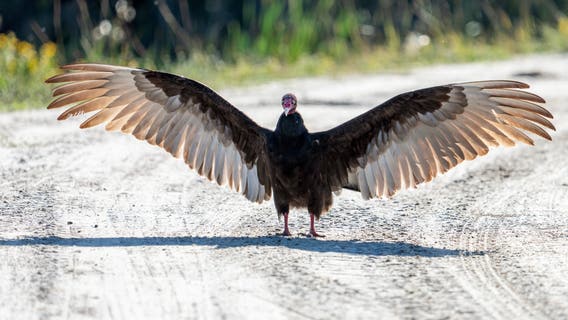 What’s killing vultures at Blue Spring State Park? Investigation launched after 100 die in one month