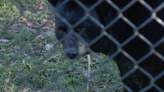 Cold snap: How the Central Florida Zoo keeps animals warm in the chilly weather
