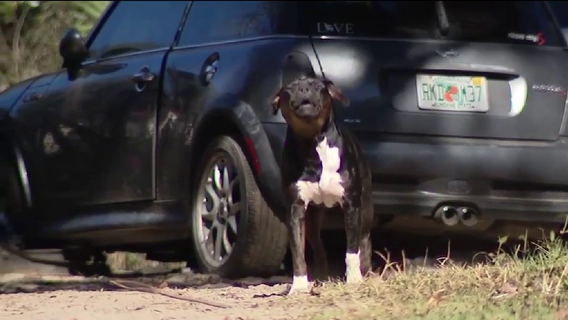 Neighborhood on edge after serial dog attacks reported in Marion County area