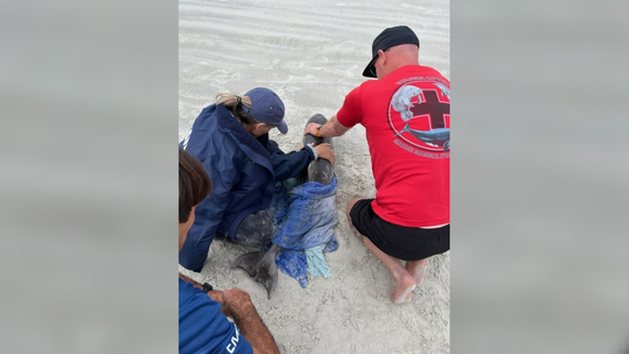 Photos: Dolphin calf found stranded on New Smyrna Beach