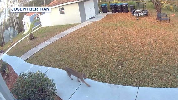 Bobcat spotted wandering through Orange County neighborhood
