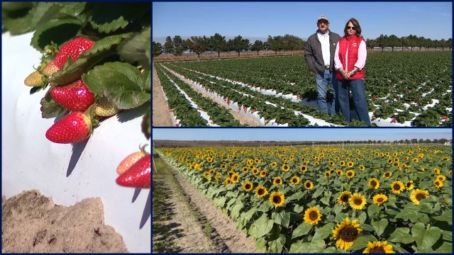 How Florida farmers, landscapers are preparing for the cold