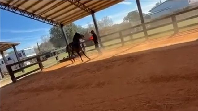 Florida horse trainer accused of animal abuse after alleged Facebook confession, deputies say