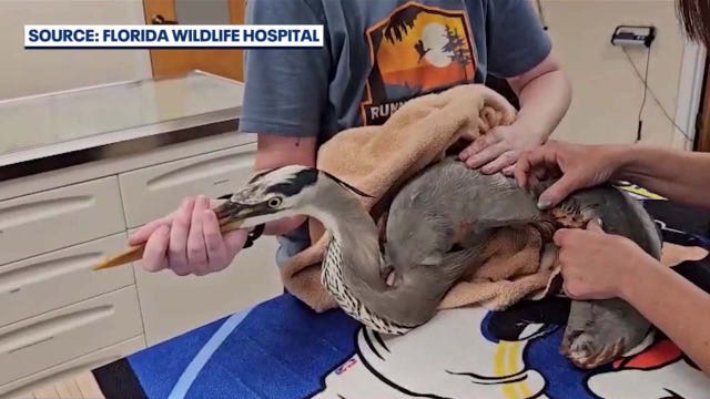 Great blue heron rescued after being tangled in fishing line, hanging from tree