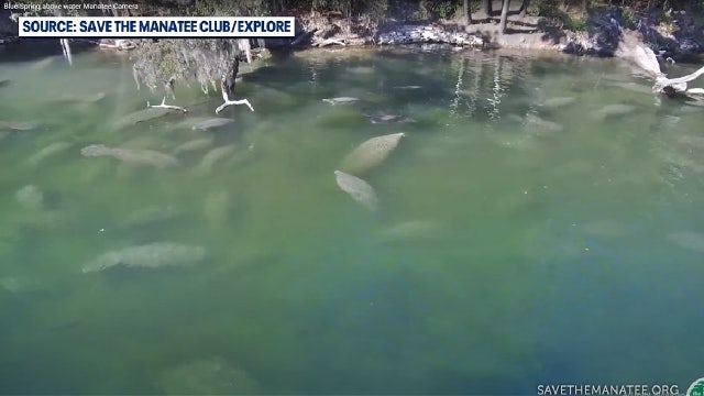 Cold snap sends manatees to Florida springs for winter warmth