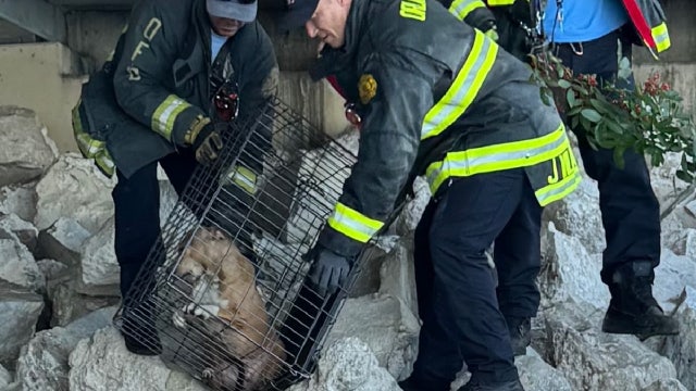 Firefighters rescue dog trapped under Orlando overpass