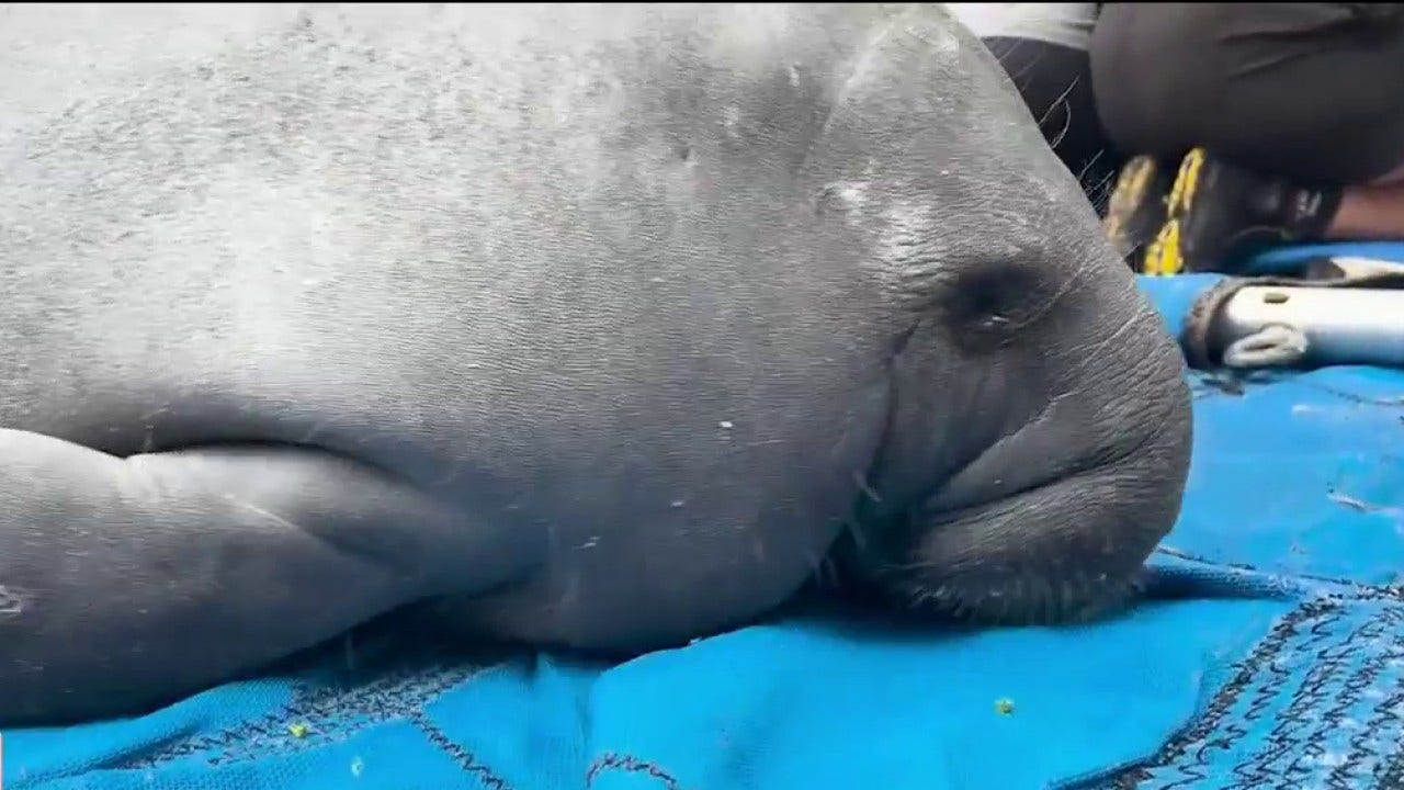 3 rescued manatee calves released back into Florida waters after rehab