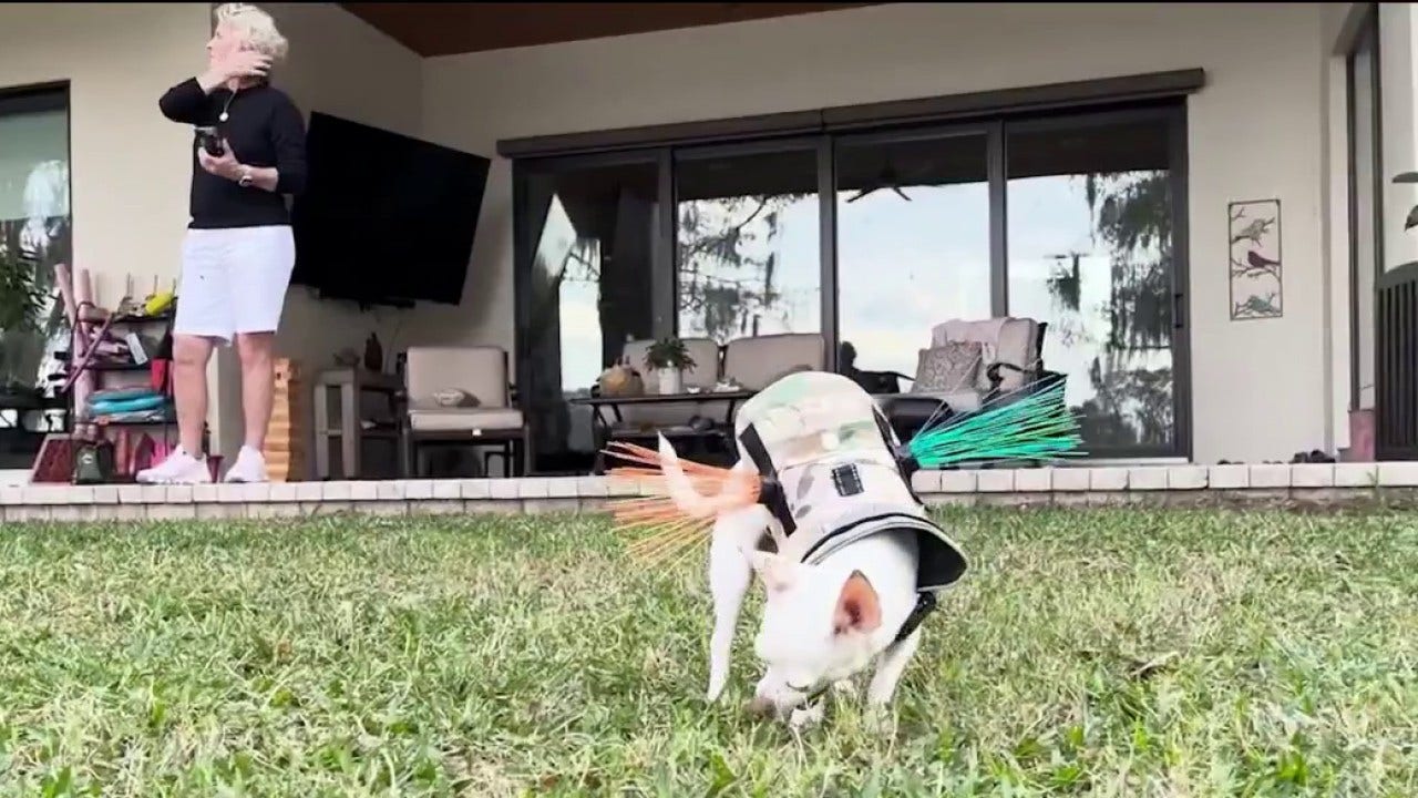 Residents of Orlando's Rowena Gardens neighborhood still in fear of coyotes