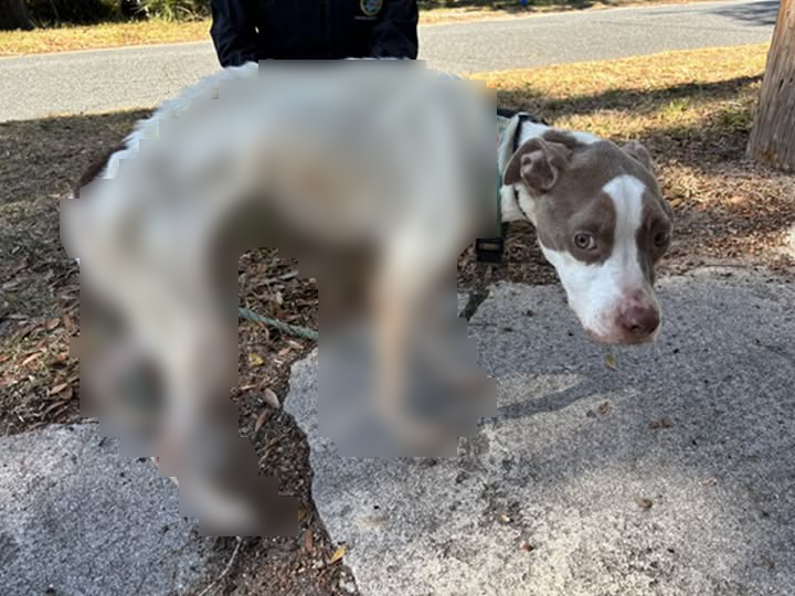 Florida woman facing animal cruelty after severely malnourished dog, Olive, found in New Smyrna Beach: Police