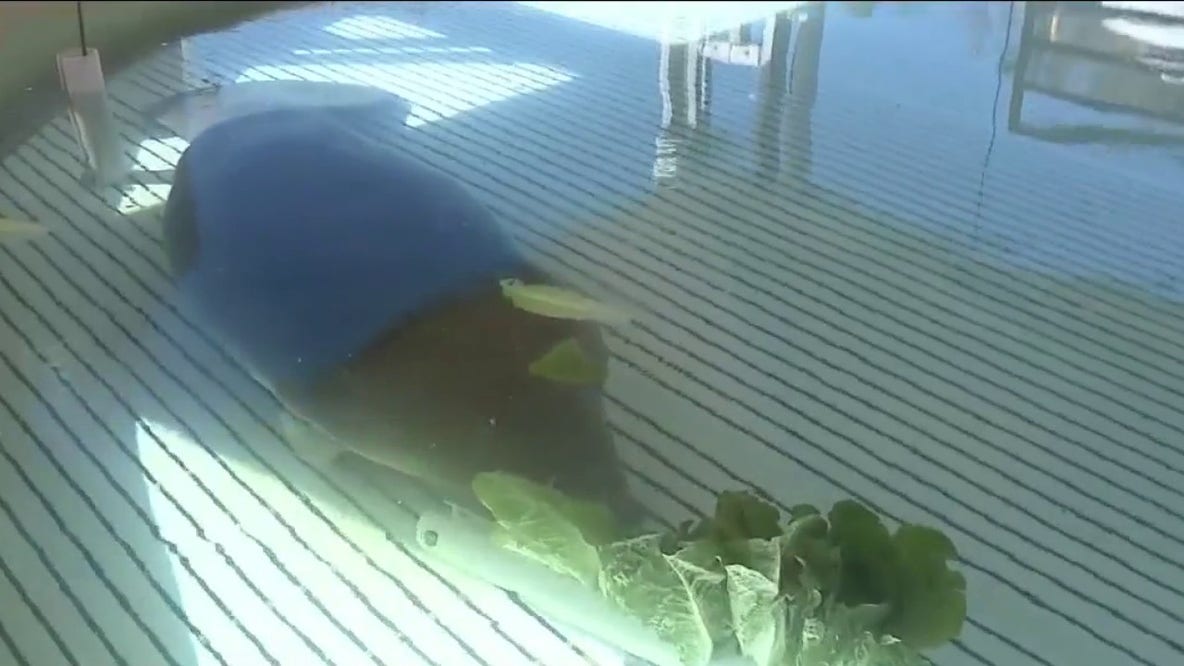 Manatee rescued from storm drain recovers at SeaWorld Orlando: Could this have been prevented?