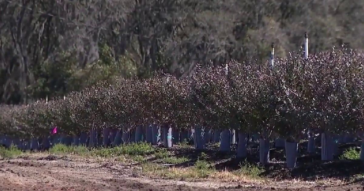 Southern Hill Farms stays positive amid major crop loss from Florida freeze: What you can do