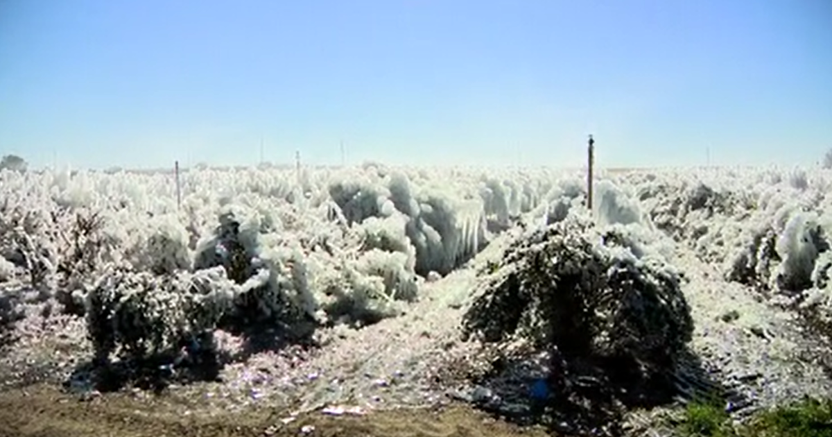 Florida farm buried in ice amid freezing temps, irrigation issue: 'Catastrophic'