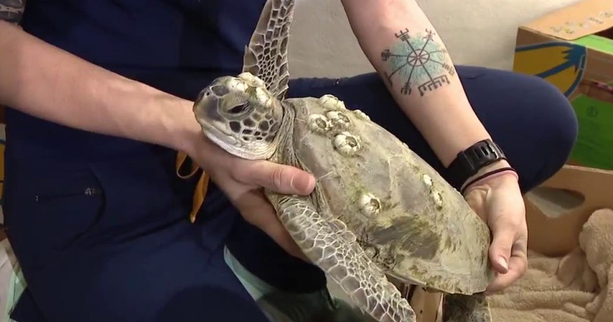 Sea turtle rescue underway as cold-stunned animals arrive at Brevard Zoo