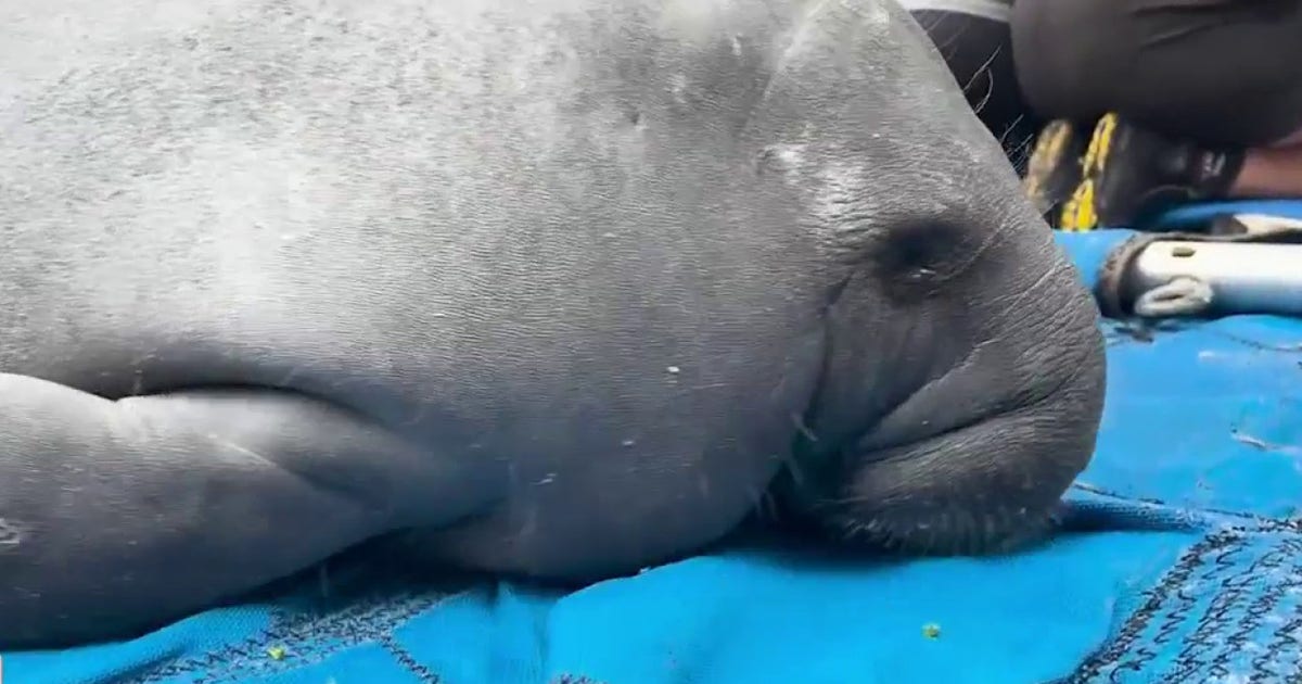 3 rescued manatee calves released back into Florida waters after rehab ...
