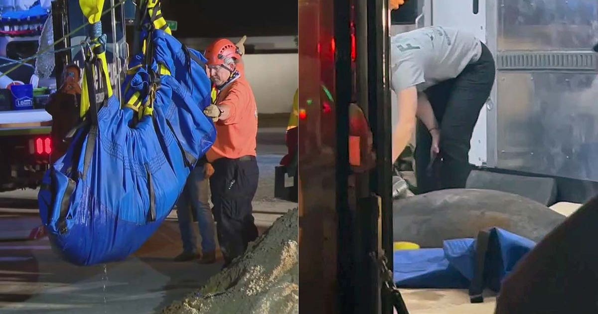 Manatee rescued after being trapped inside storm drain under road in Melbourne Beach