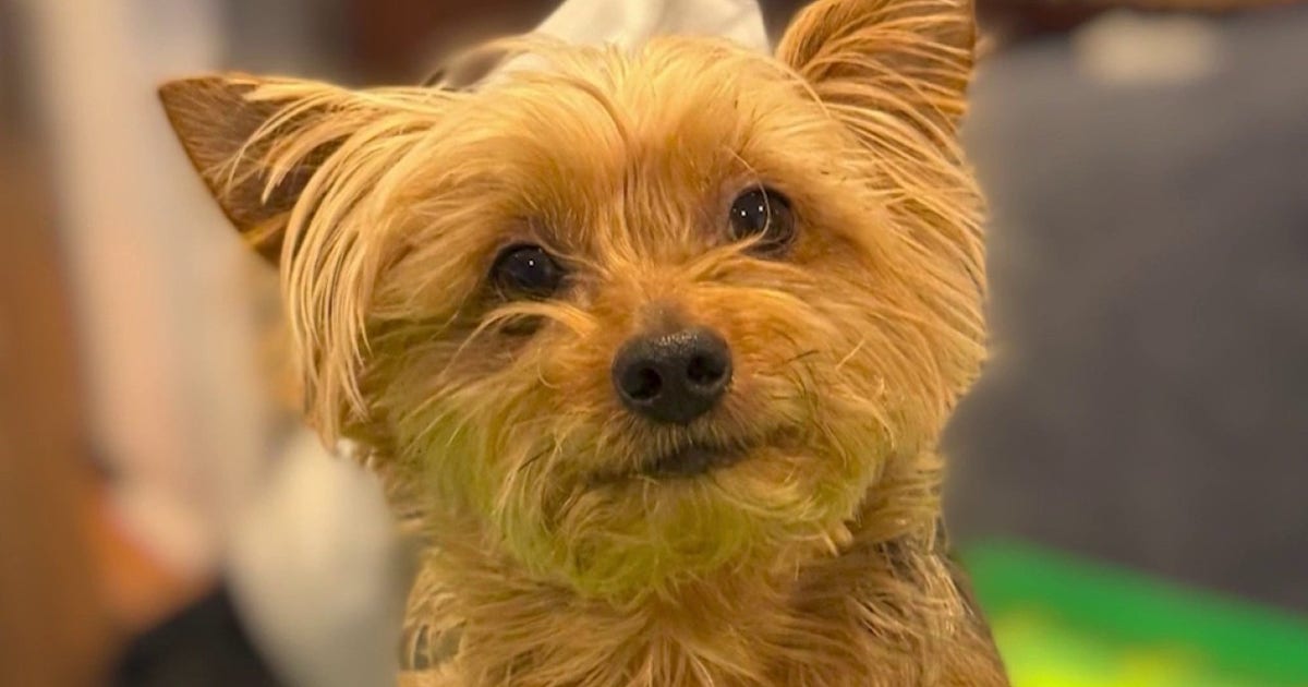 AI scammers target Michigan family searching for missing Yorkie in Florida