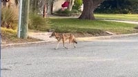 Orlando neighborhood on alert after coyotes attack dog and roam streets in daylight