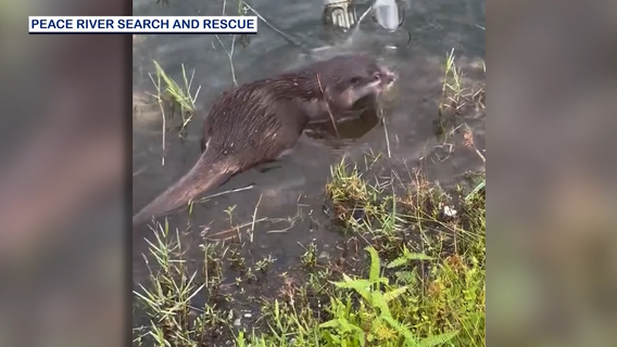 Trained otter aids detectives in search for missing Mount Dora mother