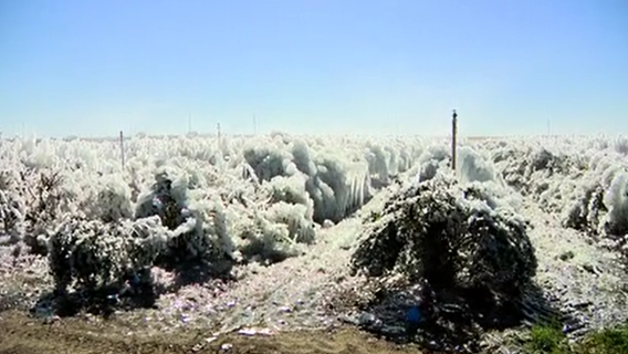 Florida farm buried in ice amid freezing temperatures: 'Catastrophic'