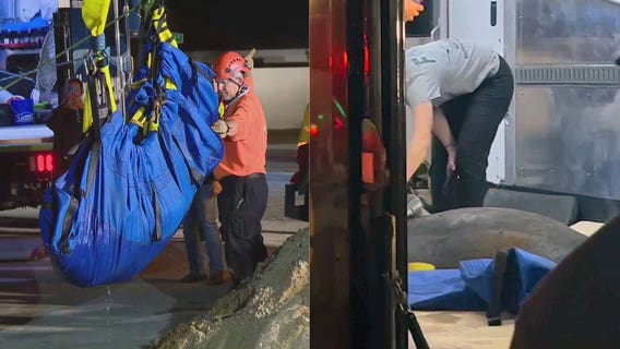 Manatee rescued after being trapped inside storm drain under road in Melbourne Beach