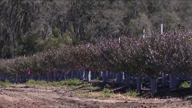 Southern Hill Farms stays positive amid major crop loss from Florida freeze: What you can do