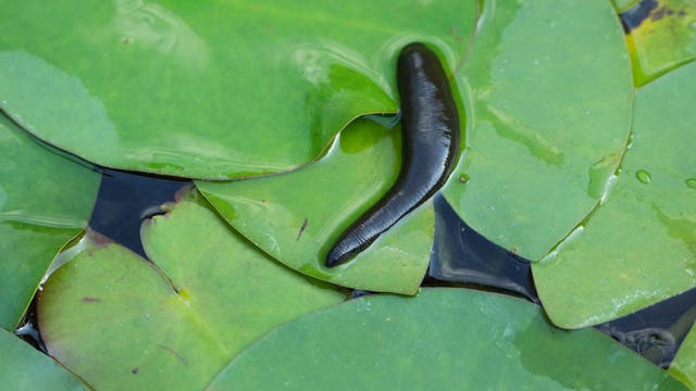 Hate your ex? Brevard Zoo offers to name a leech, and other pests, after them for Valentine's Day