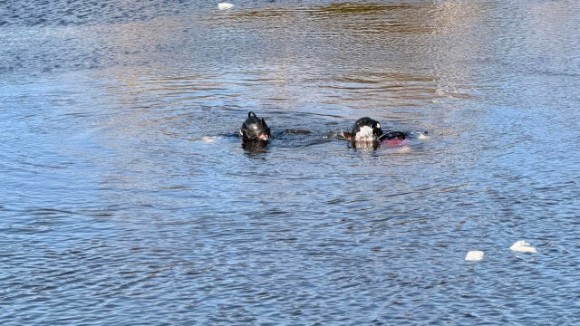 Man rescues pregnant woman from sinking car in Florida pond off of I-95, officials say