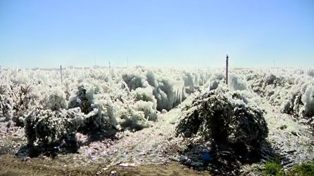 Florida farm buried in ice amid freezing temps, irrigation issue: 'Catastrophic'