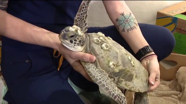 Sea turtle rescue underway as cold-stunned animals arrive at Brevard Zoo