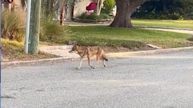 Orlando neighborhood on alert after coyotes attack dog and roam streets in daylight