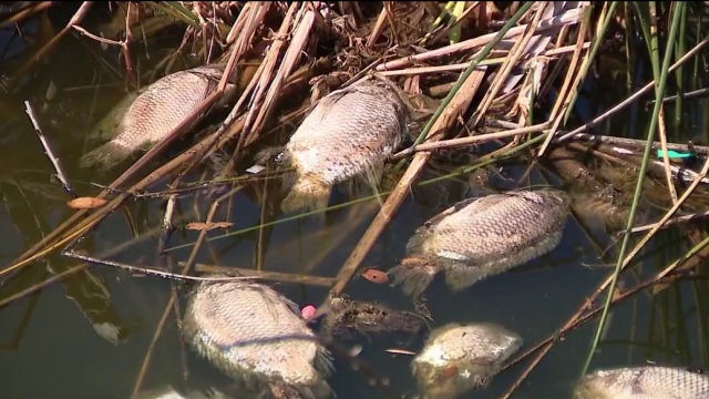 Hundreds of dead fish wash up along Lake Apopka shoreline