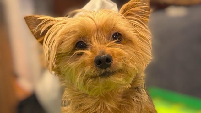 AI scammers target Michigan family searching for missing Yorkie in Florida