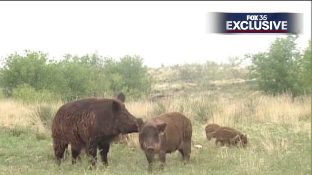Florida woman pleads for help as wild hogs destroy her property