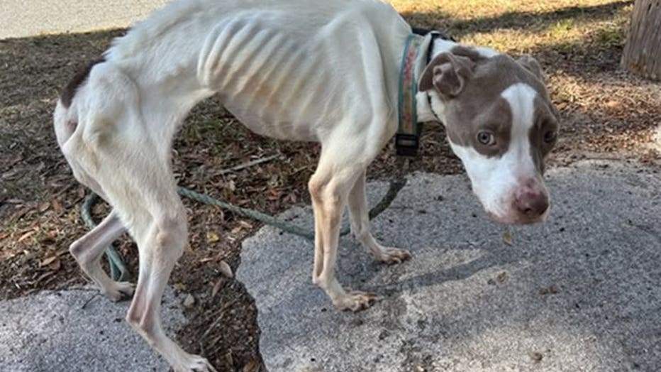 Police look for owner of severely malnourished dog in New Smyrna