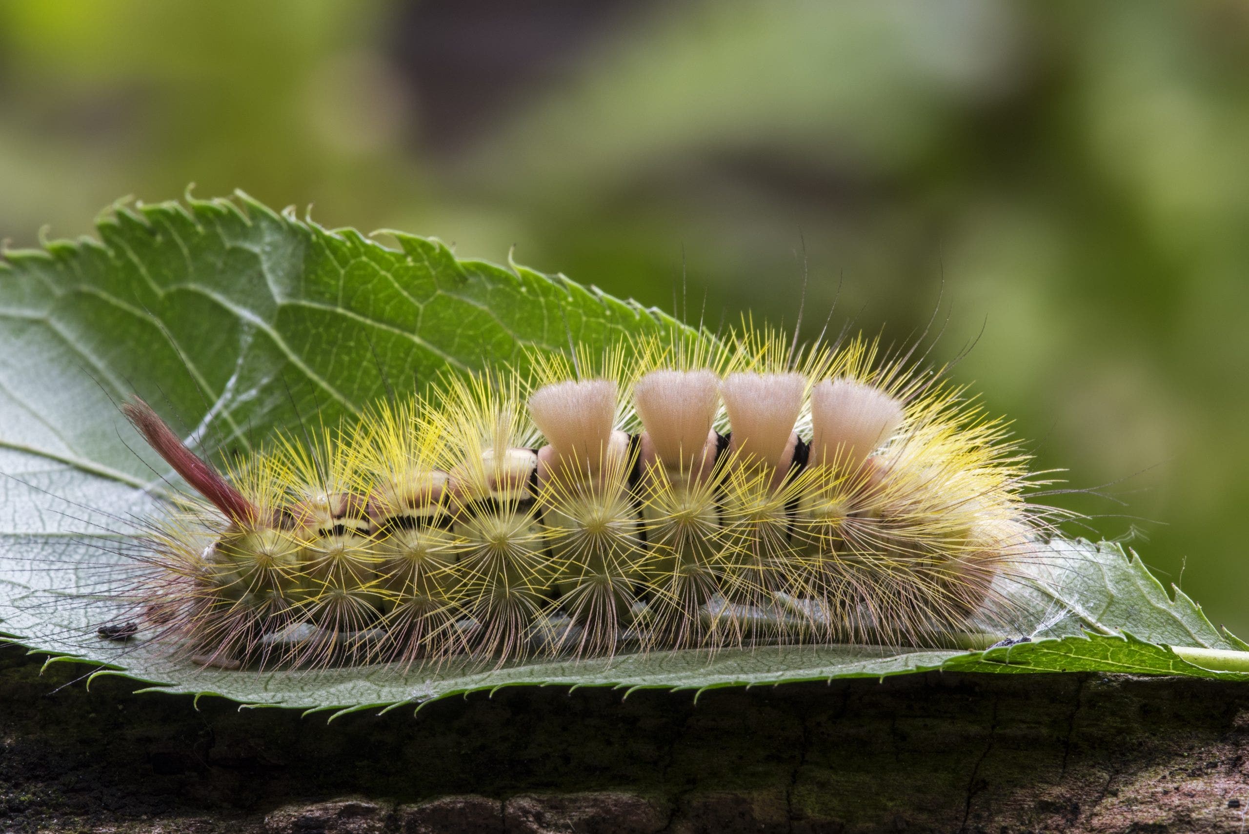 Tussock caterpillars: Woman hospitalized after contact with fuzzy Central Florida bug