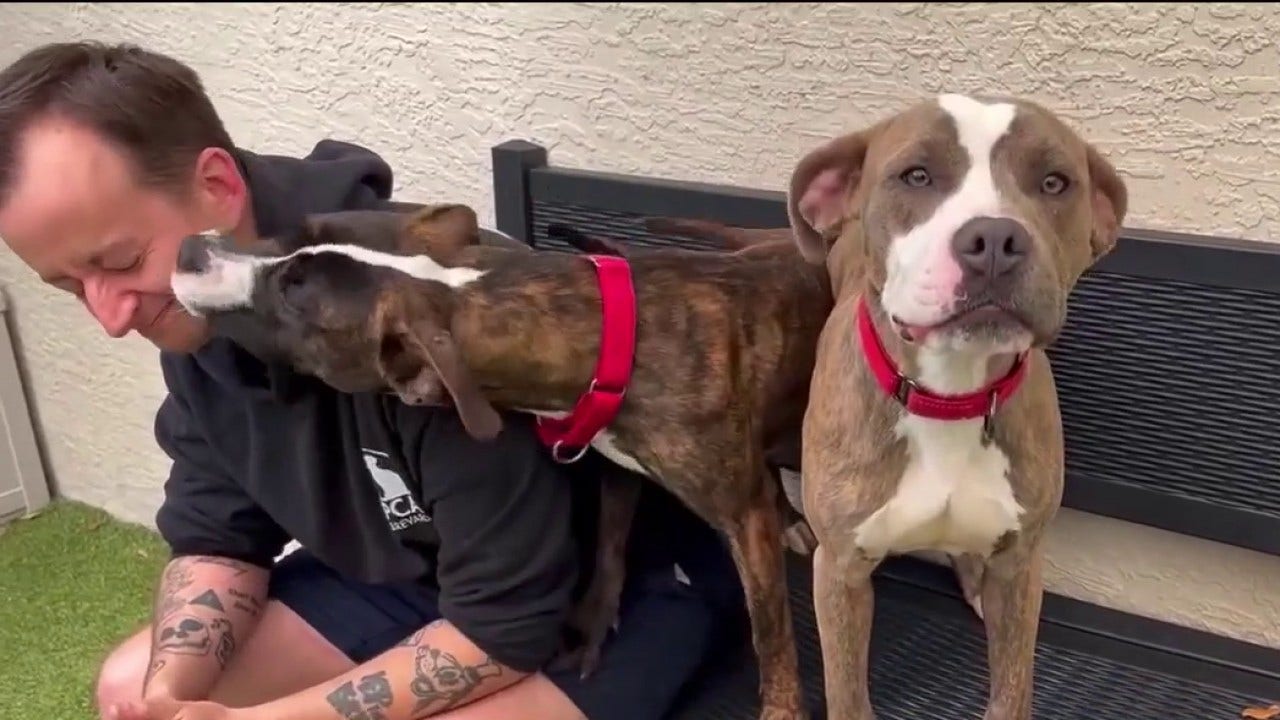 2 dogs rescued after being found caged, allegedly abandoned in Titusville lot