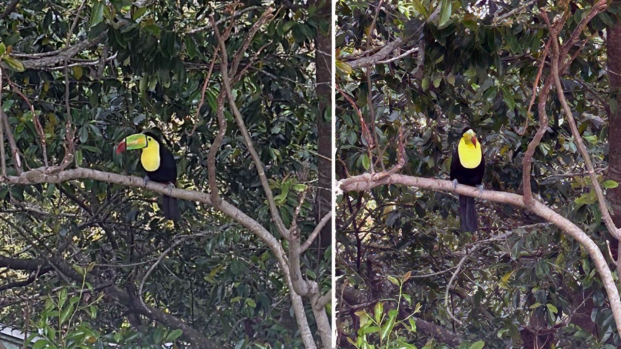 Toucan spotted in Orlando sparks viral social media buzz: 'Unbelievable!'