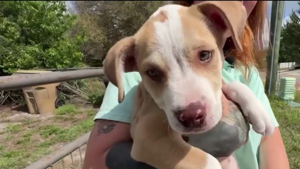 DeLand puppy theft caught on camera; man arrested for taking dog from yard, deputies say