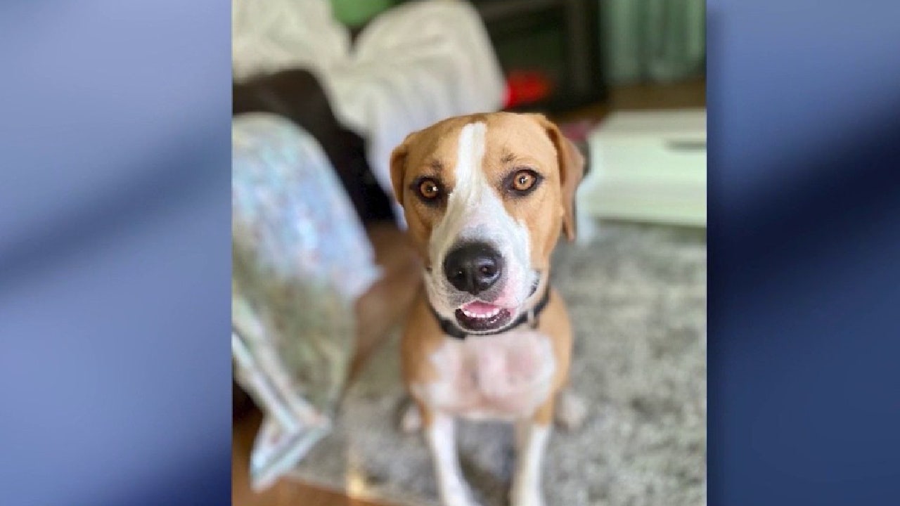 Florida family's emotional support dog shot, killed with pellet gun, they say
