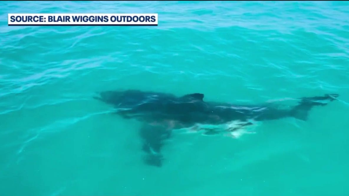 Great White shark stuns Florida fishermen: 'It was a monster'