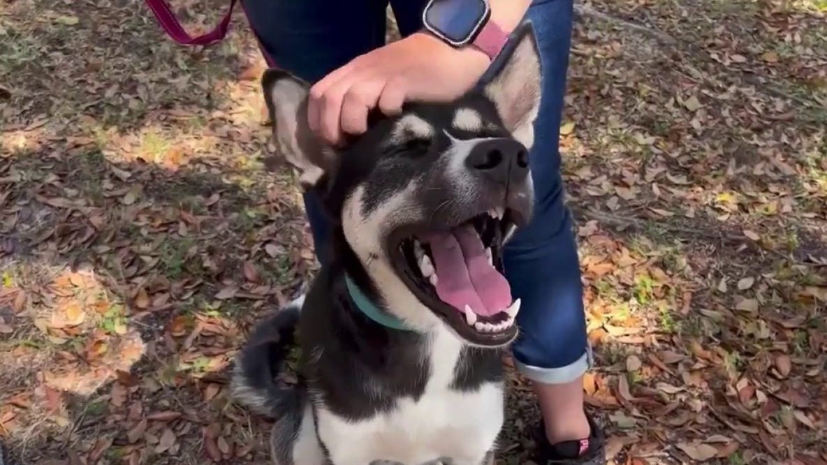 Dog allegedly stolen and held for ransom returned to owner after missing for weeks