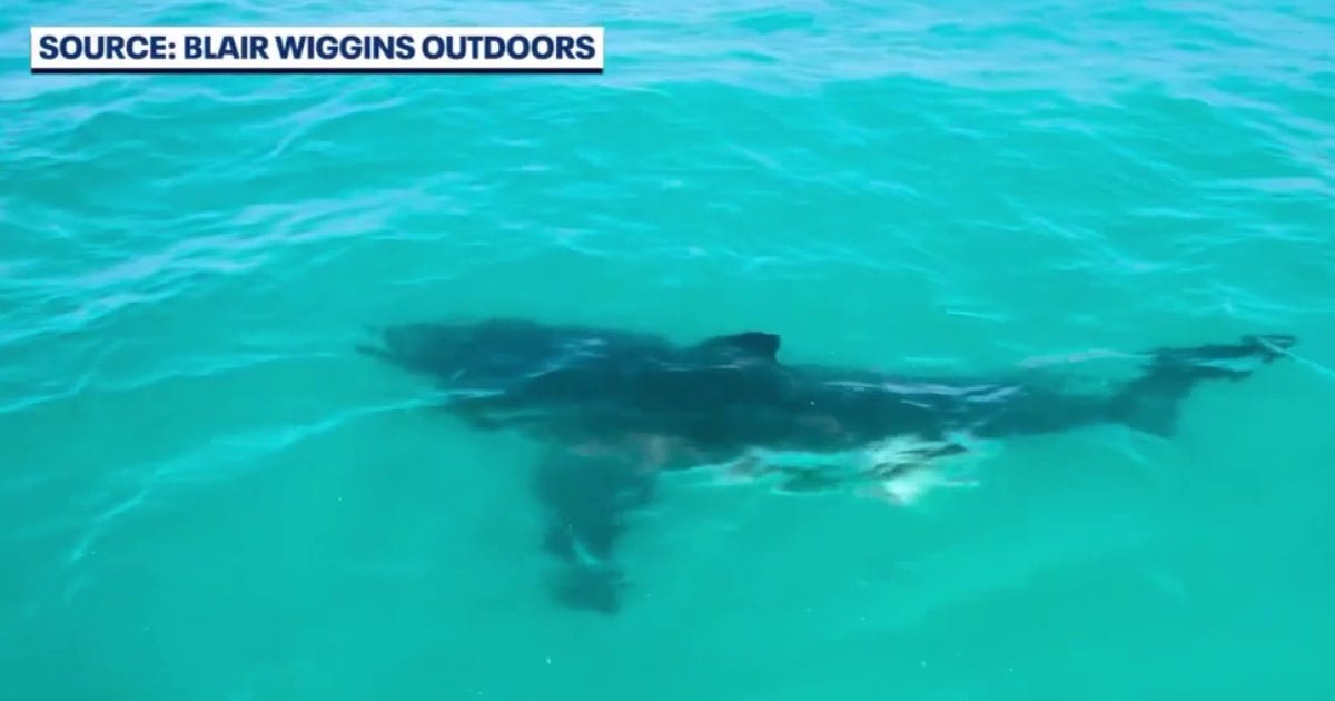 Great White shark stuns Florida fishermen: 'It was a monster'
