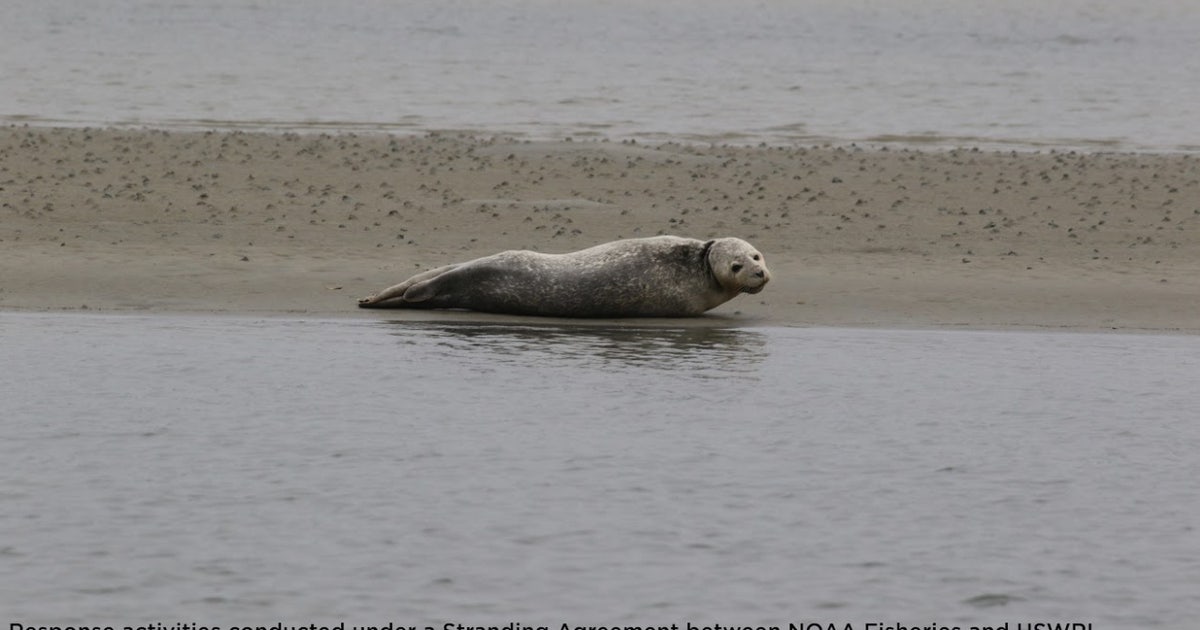 Rare sighting: Harbor seal spotted on sandbar in Florida's Mosquito Lagoon