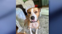Florida family's emotional support dog shot, killed with pellet gun, they say