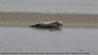 Rare sighting: Harbor seal spotted on sandbar in Florida's Mosquito Lagoon