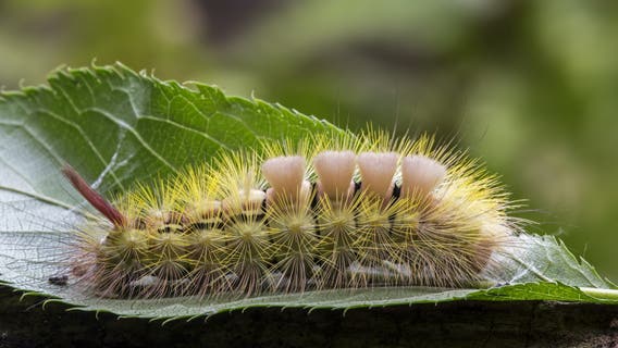 See a fuzzy tussock caterpillar? Experts warn: Don't touch this bug