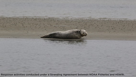 Rare sighting: Harbor seal spotted on sandbar in Florida's Mosquito Lagoon